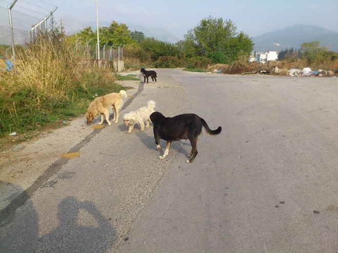 εξαφανιστικαν