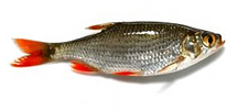 fish225b