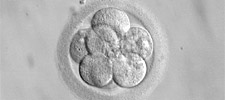 Embryo225