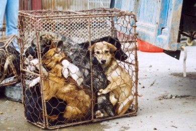 news-taiwan-dog-meat