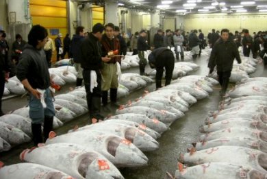 news-bluefin-tuna-record-price