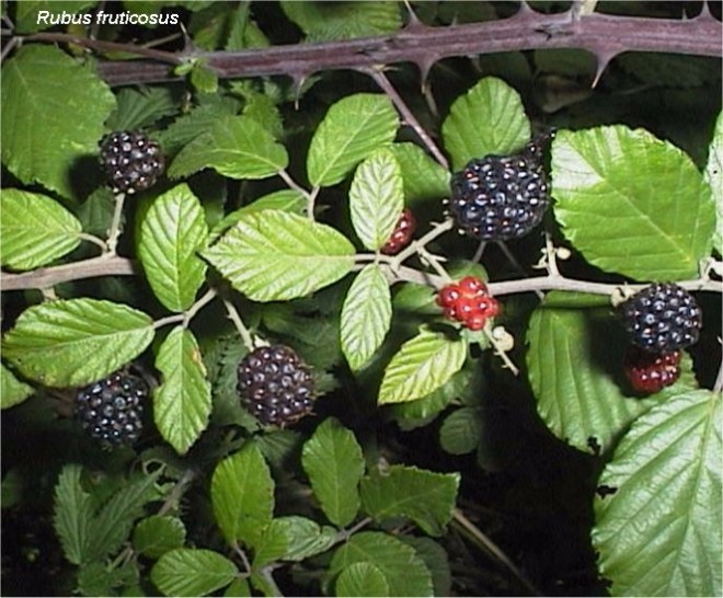 rubus_fruticosus