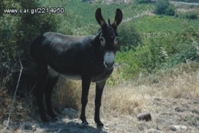 gaidaros_xanthi