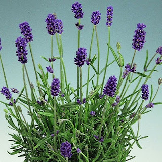 Lavandula-Blue-River