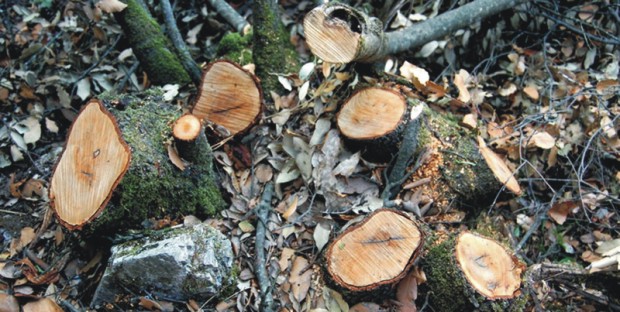 ylotomia paranomi 620