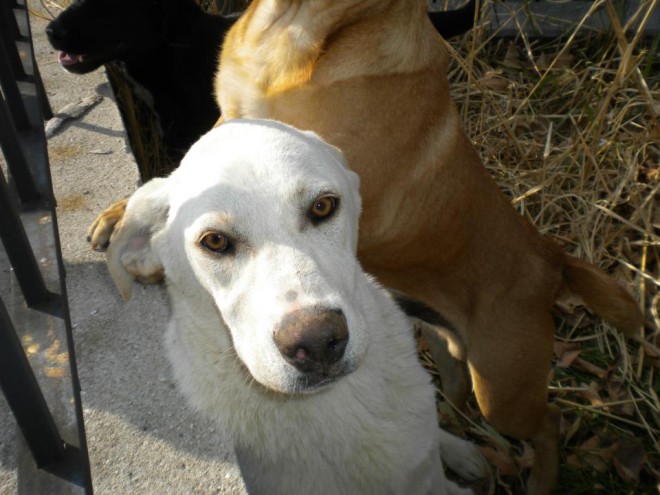 68370 4054014272245 1415078245 n