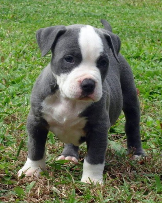 pit_bull