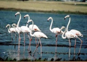 FLAMINGO EVROS