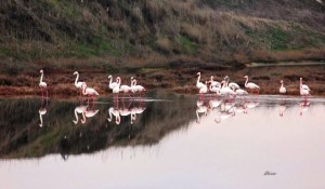 flamingo petros 2