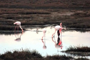 flamingo petros 3