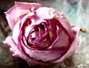 Η ομορφιά του αποξηραμένου λουλουδιού @Jean (Klue) Hirsch